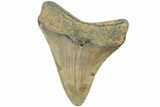 Serrated, Fossil Megalodon Tooth - North Carolina #225828-1